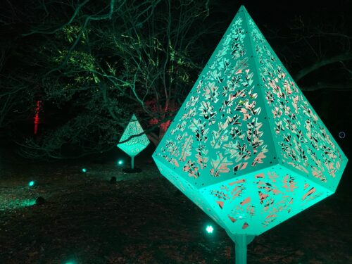 Tree Lights at Morton Arboretum Spark Togetherness