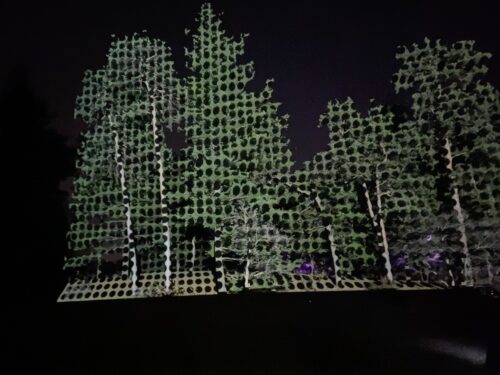 Tree Lights at Morton Arboretum Spark Togetherness